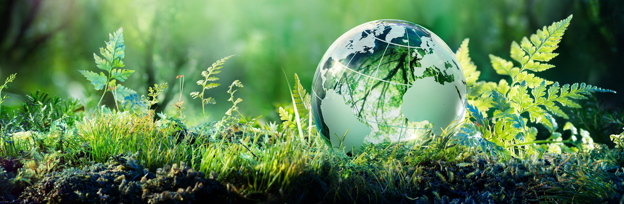 Sustainability In the Cold Chain Market
